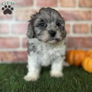 Maple, Shih-Poo Puppy